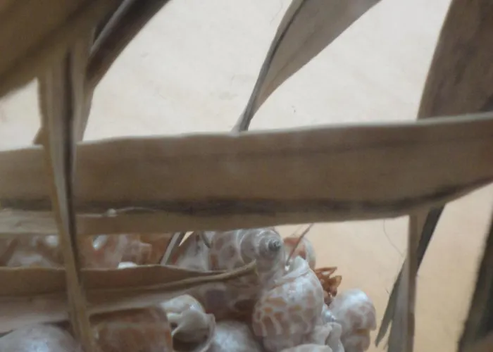 Kastalia Амолиани